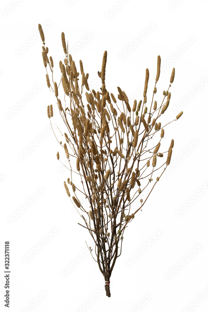 Obraz premium A dry tree on a white background