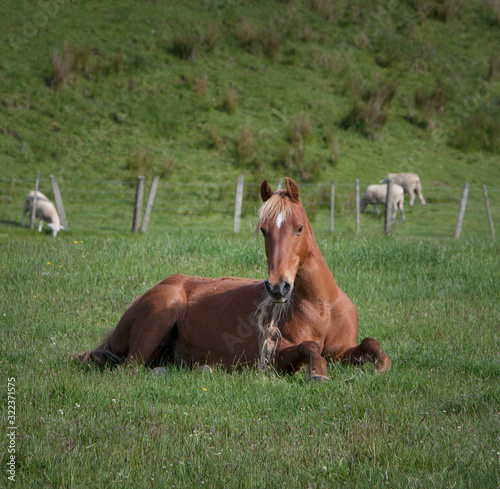 Horse laying resting in meadow New Zealand © A