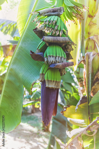 Fresh green small bananas and blossom, also known as a banana heart, growing on a tree on plantation