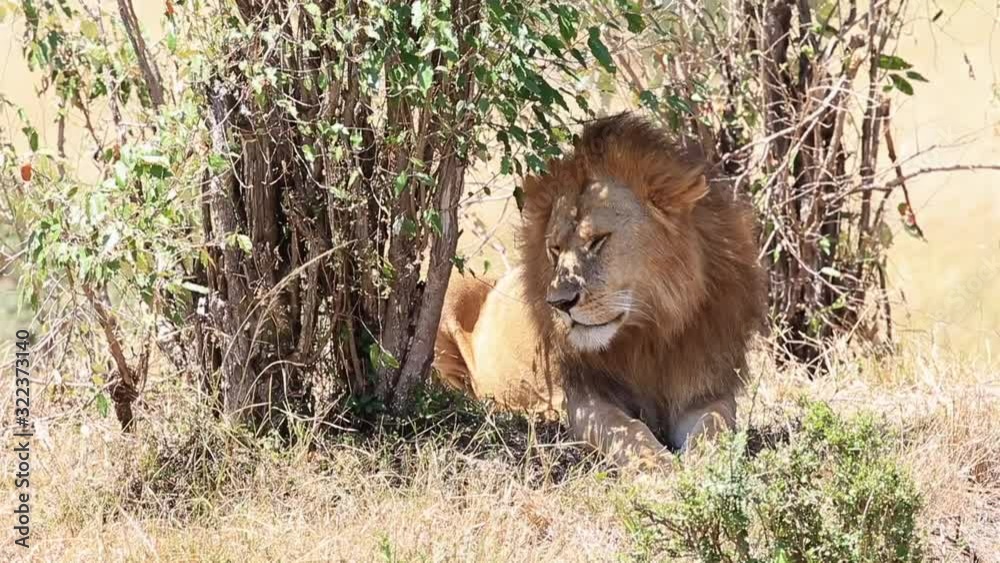 Beautiful male African Lion sits in shade of small bushes in Kenya Beautiful male African Lion sits in shade of small bushes in Kenya