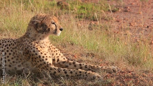 Cheetah with dirty face sits and looks out over Masai Mara savanna photo