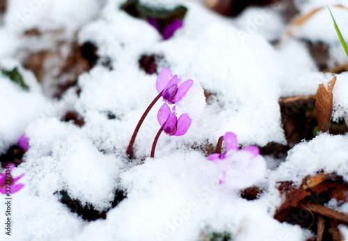 Beautiful snowdrop flowers among the snow close-up. Ryan spring in the mountains. Cyclamen forest. Lilac little flowers