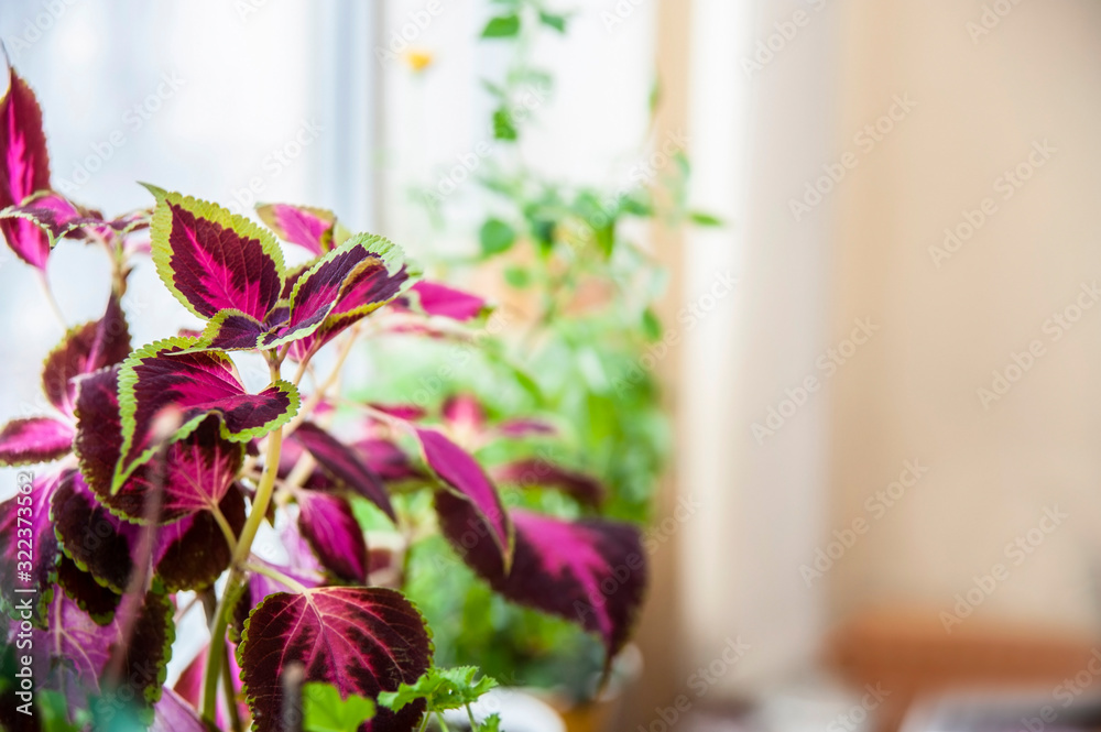 Beautiful flower Coleus with leaves of green, pink, purple colors grows on a window sill in a modern office
