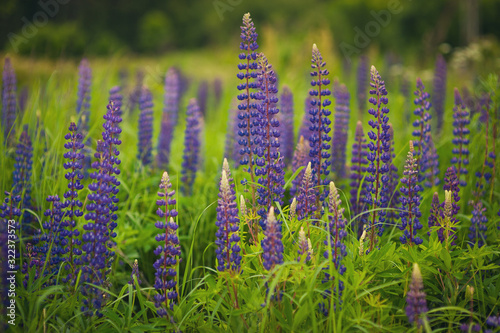 Blooming lupine flowers. A field of lupines. Colorful bunch of lupines summer flower background. 