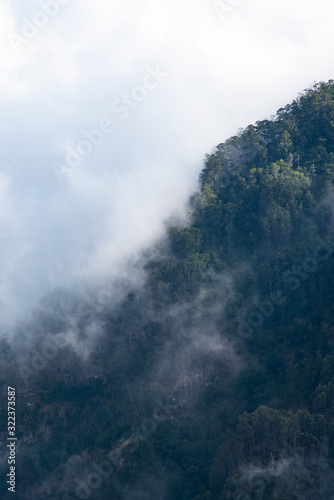 Forest in the clouds poster © mandan1