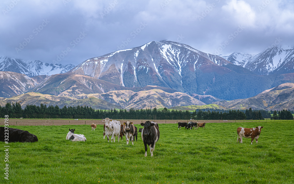 Healthy Cattle Cows In Grazing Field