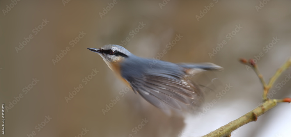 Obraz premium Nuthatch pushed off from the branch on a blurry brown background and flew...