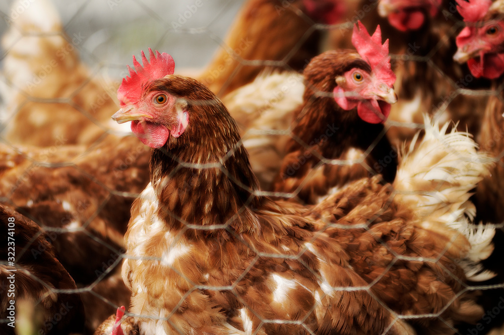 Chickens on the traditional poultry farm