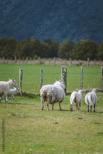Cattle Sheep Grazing In Meadow