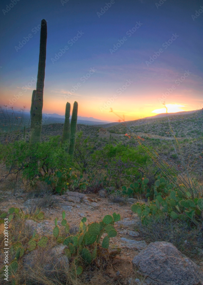 Saguaro Cactus view at sunset