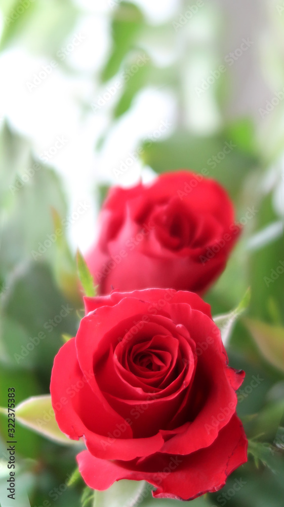 ein paar rote rosen, eine scharf im Vordergrund, die zweite in die unschärfe des hintergrunds übergehend ein paar rote rosen, eine scharf im Vordergrund, die zweite in die unschärfe des hintergrunds übergehend
