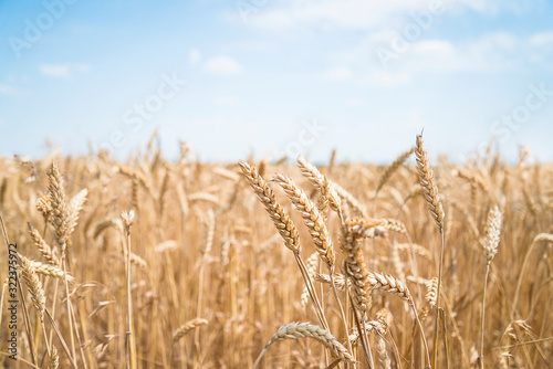 Beautiful summer field of ripe wheats on sunny day. Selective focus
