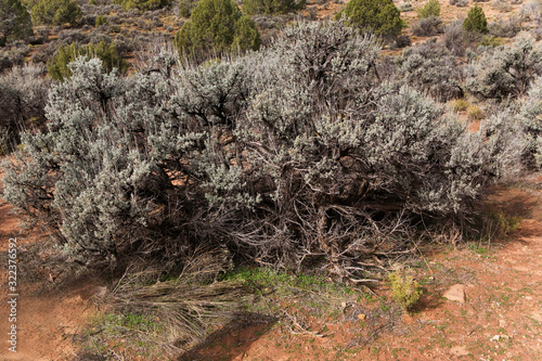 Big Sagebrush, Artemisia tridentata, found in arid regions photo