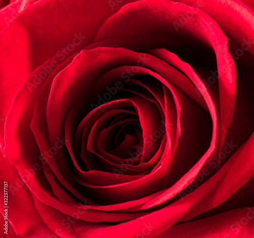 A close up macro shot of a red rose