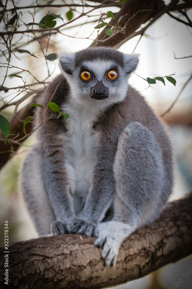 Fototapeta premium Lemur Madagascar The ring-tailed lemur is a large strepsirrhine primate and the most recognized lemur due to its long, black and white ringed tail. It belongs to Lemuridae, one of five lemur familie