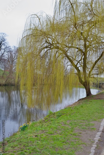 Weeping Willow tree along bank of river in spring