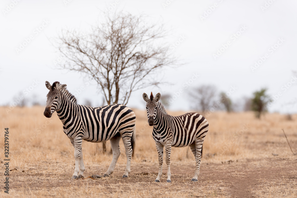 Zebra in the wilderness of Africa Zebra in the wilderness of Africa
