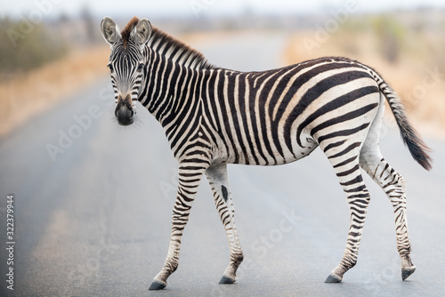 Zebra in the wilderness of Africa © Ozkan Ozmen