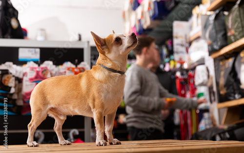 Chihuahua dog sitting in petshop photo