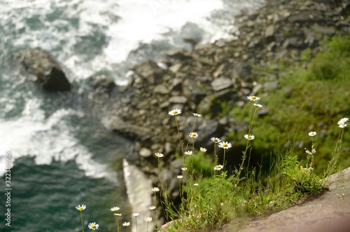 Close up view of mini daisies growing wild alongside stream