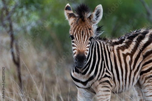 Zebra in the wilderness of Africa