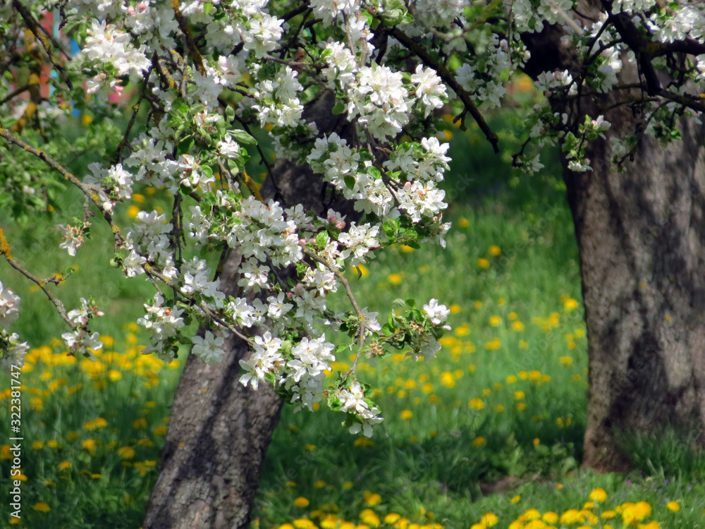 tree in bloom