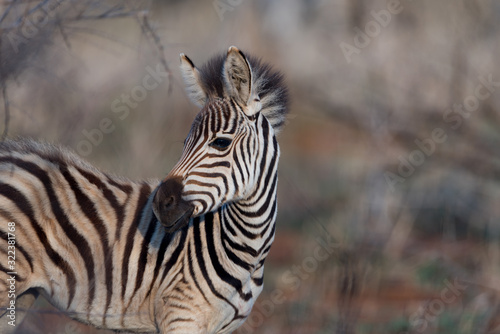 Zebra foal  baby zebra in the wilderness of Africa