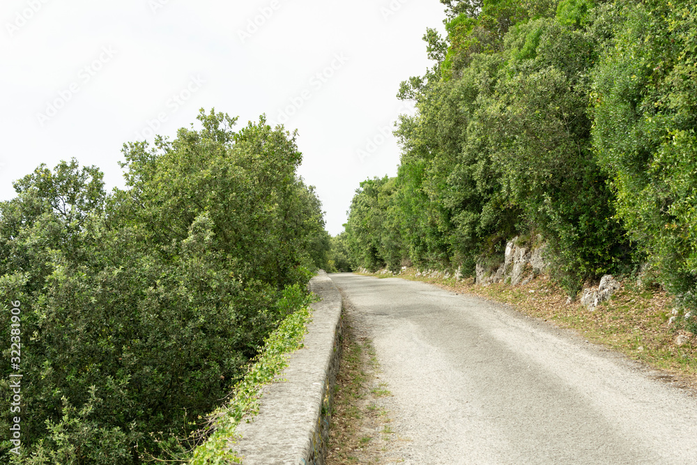 carretera en el bosque