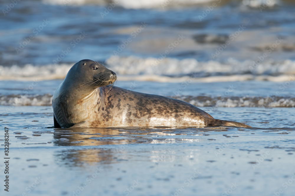 Fototapeta premium Harbor Seal (Phoca vitulina) at the edge of the ocean