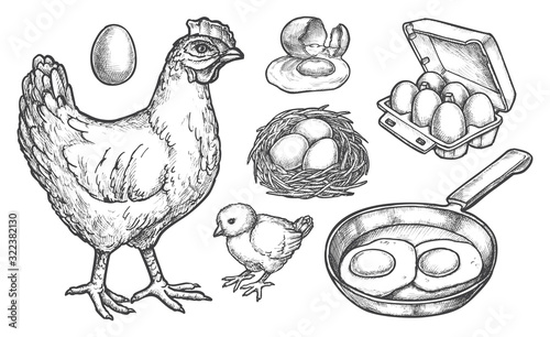 Sketch chicken products and farm poultry eggs
