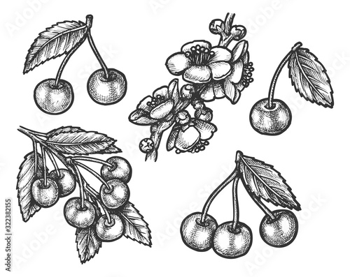 Cherry hand drawn sketch, farm and forest fruits