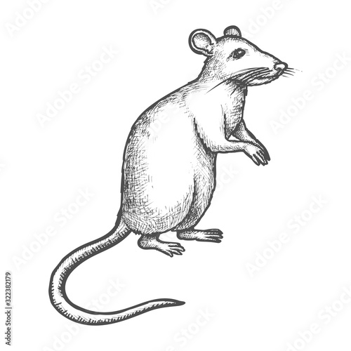 Sketch mouse, rat on rear paws, hand drawn rodent