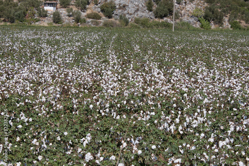 Large cotton field in Turkey