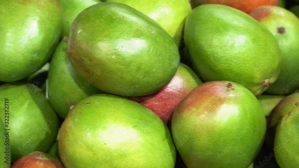 Harvest of mango tropical fruit Harvest of mango tropical fruit