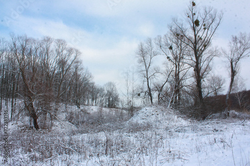 Wallpaper Mural Winter landscape of a snow-covered forest. Torontodigital.ca