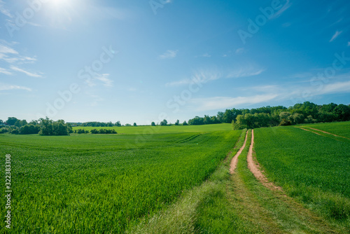 Obraz na płótnie Sunny summer day  country road, green meadows and blue sky
