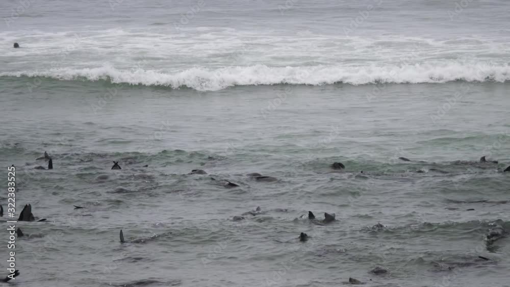 Sea lion colony in the ocean at the coast of Cape Cross Seal Reserve in Namibia