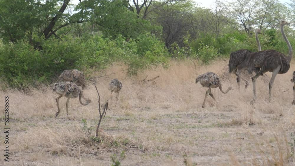 Ostrich family walking around the bush at Bwabwata National Park, Namibia Ostrich family walking around the bush at Bwabwata National Park, Namibia