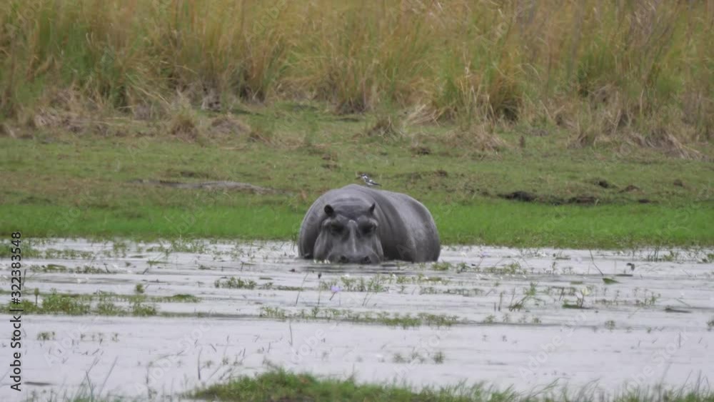 Hippo grazing at a lake in Bwabwata National Park, Namibia Hippo grazing at a lake in Bwabwata National Park, Namibia
