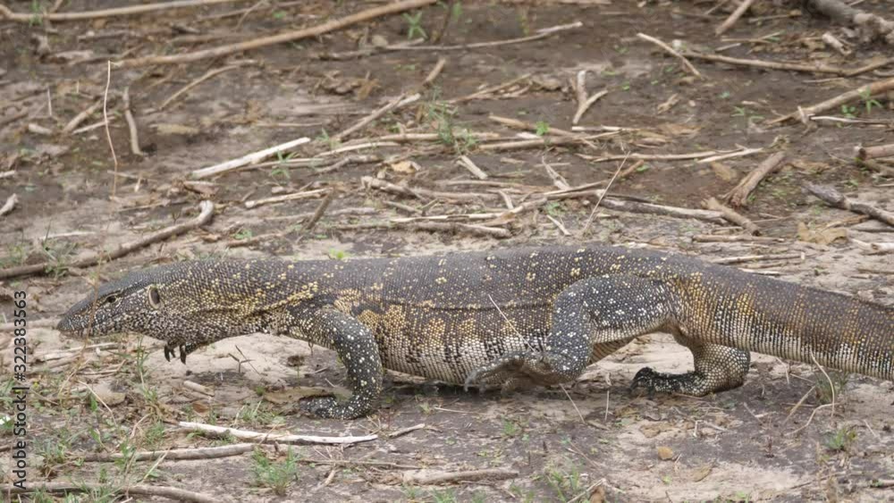 Nile monitor walking around at Bwabwata National Park, Namibia Nile monitor walking around at Bwabwata National Park, Namibia
