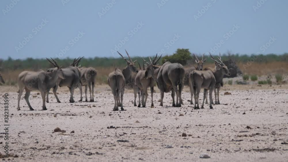 Herd of Common elands on a hot and dry savanna in Etosha National Park, Namibia Herd of Common elands on a hot and dry savanna in Etosha National Park, Namibia