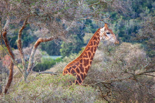giraffe in a thorn tree