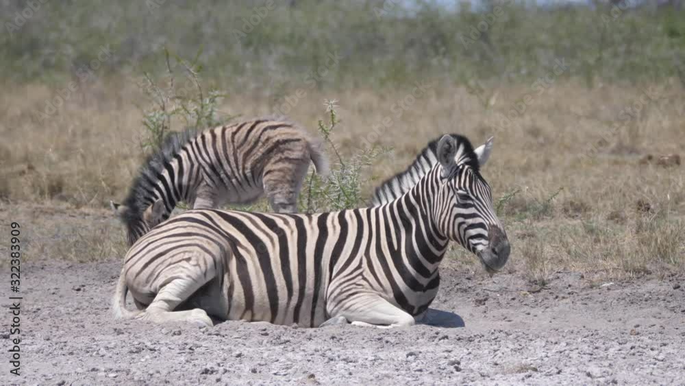Mother and baby zebra on a dry savanna Mother and baby zebra on a dry savanna