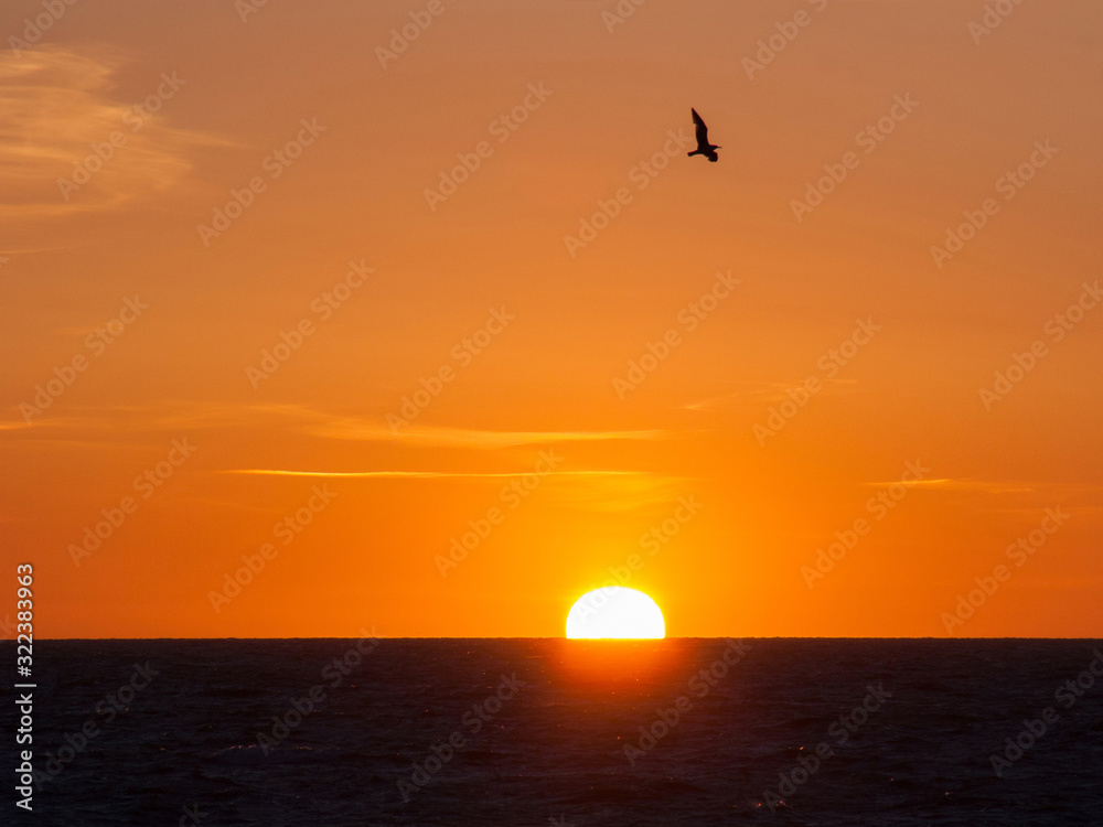 Sunset sea view with flying seabird