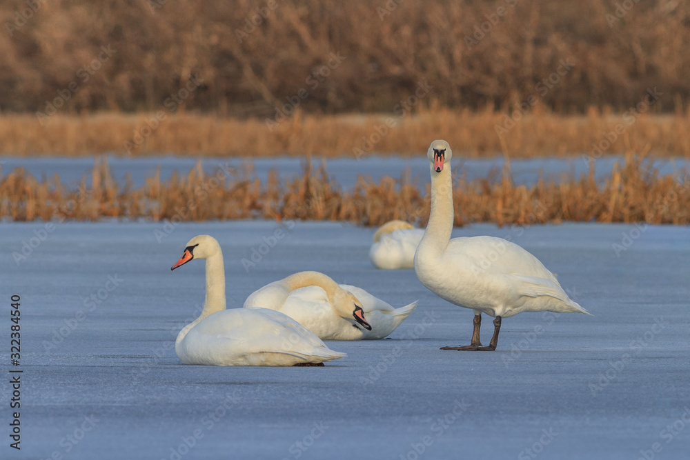 Obraz premium white swans in winter