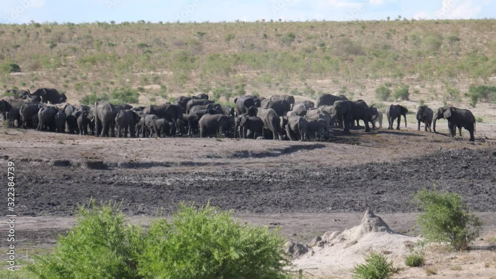 Big herd of African Bush elephants at a waterhole Big herd of African Bush elephants at a waterhole
