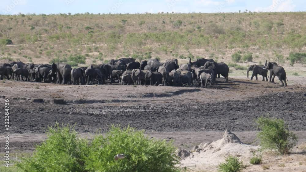 Big herd of African Bush elephants at a waterhole Big herd of African Bush elephants at a waterhole