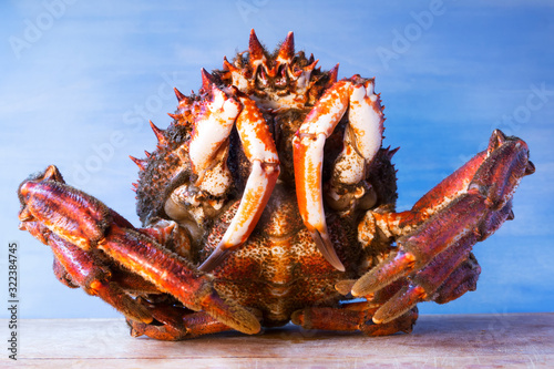 Canvastavla spider crab fresh of Galicia in kitchen for cooking  , centolla , maja squinado