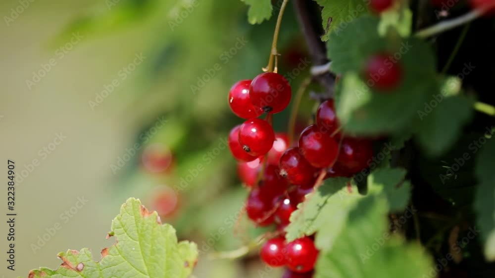 Stalks of red currants in a summer garden against a blue sky. Bokeh macro shot Stalks of red currants in a summer garden against a blue sky. Bokeh macro shot