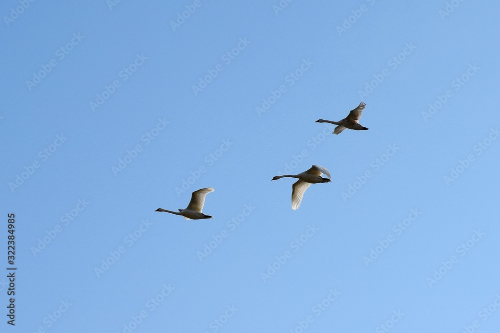 tree flying swans on a blue sky